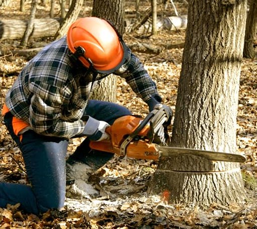 Tree Removal in Woods Hole, MA